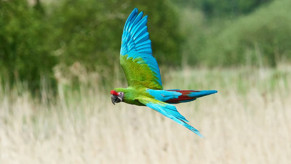Ara verde Ara militaris 1