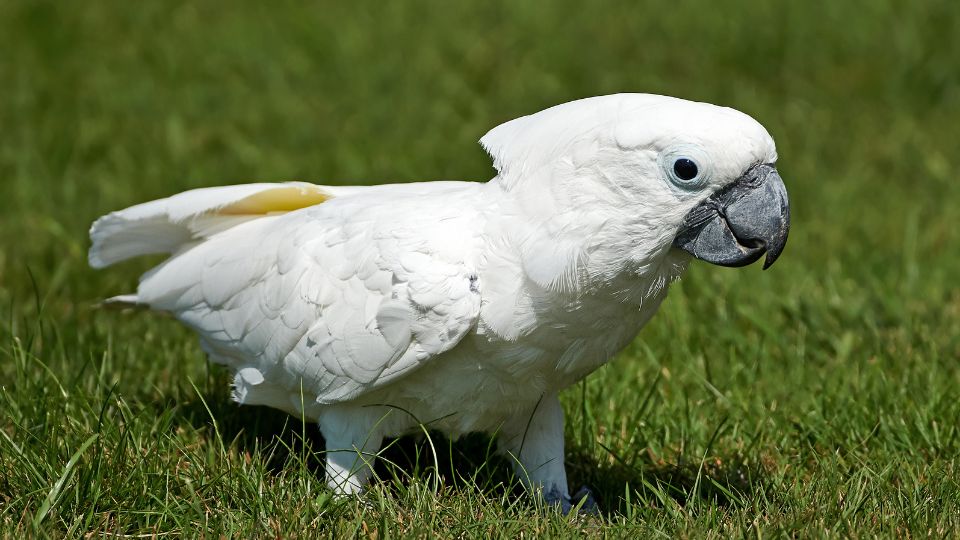 Cacadu cu creasta alba Cacatua alba 1