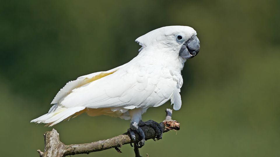 Cacadu cu creasta alba Cacatua alba 2