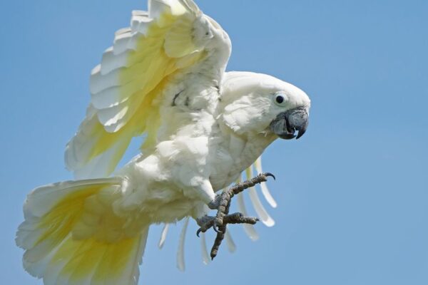 Cacadu cu creasta alba Cacatua alba