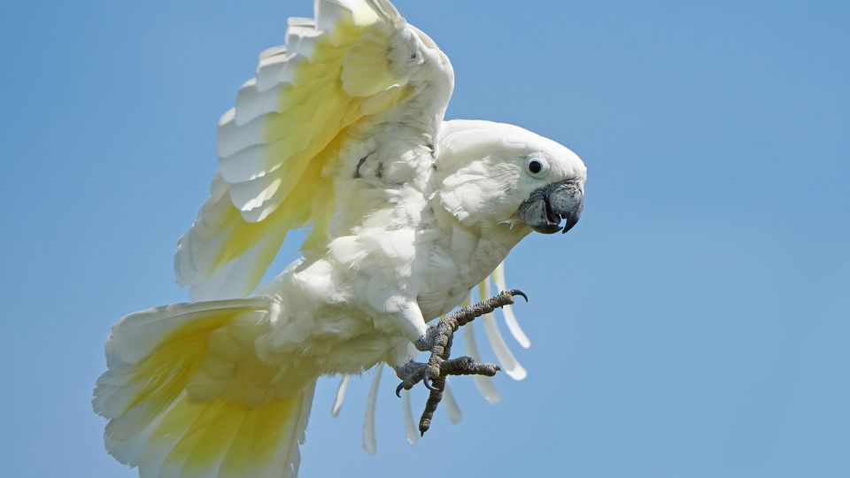 Cacadu cu creasta alba Cacatua alba