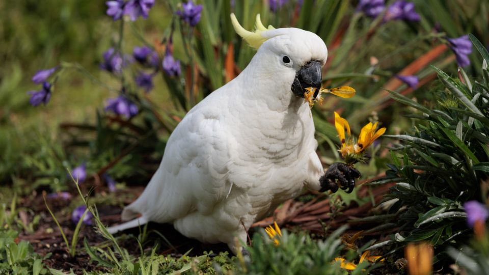 Cacadu cu creasta galbena Cacatua galerita 1