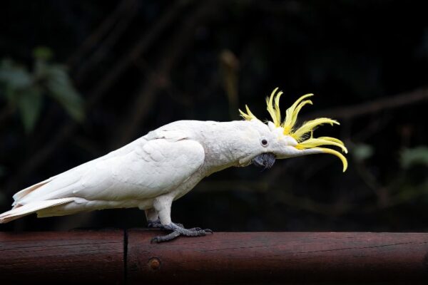 Cacadu cu creasta galbena Cacatua galerita