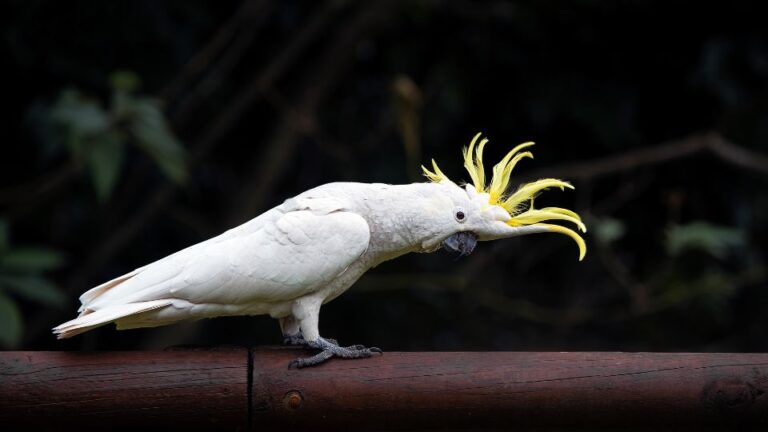 Cacadu cu creasta galbena Cacatua galerita