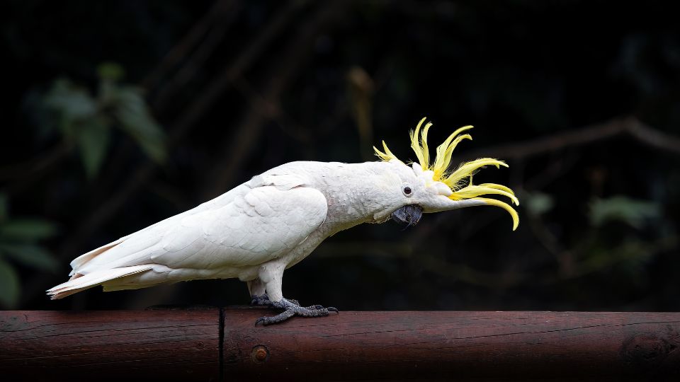 Cacadu cu creasta galbena Cacatua galerita