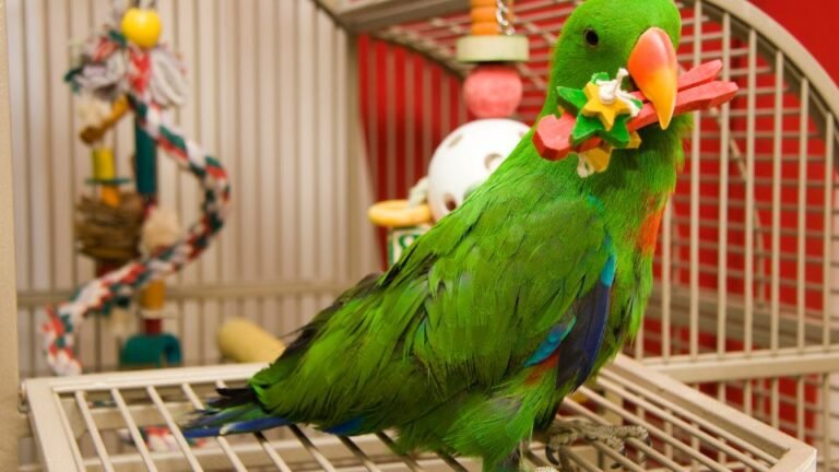 Cât de des și cum trebuie să cureți colivia perușului?