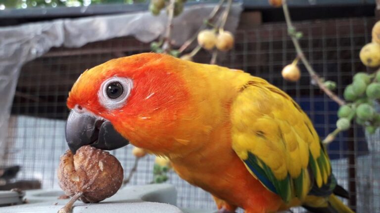 Ingrijirea ciocului