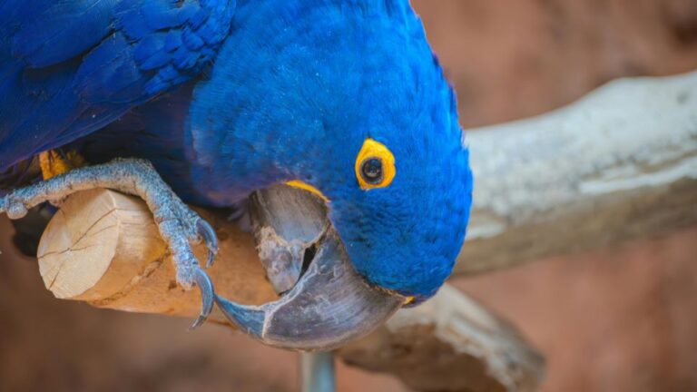 Ingrijirea si tocitul ghearelor la pasari