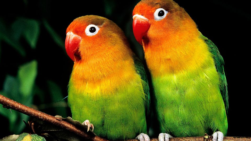 Papagalii Inseparabili Genus Agopornis 1