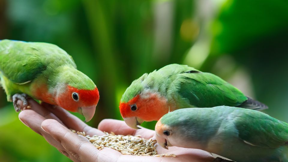 Papagalii Inseparabili Genus Agopornis 2
