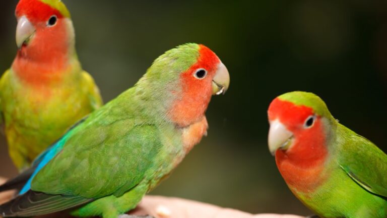 Papagalii Inseparabili Genus Agopornis
