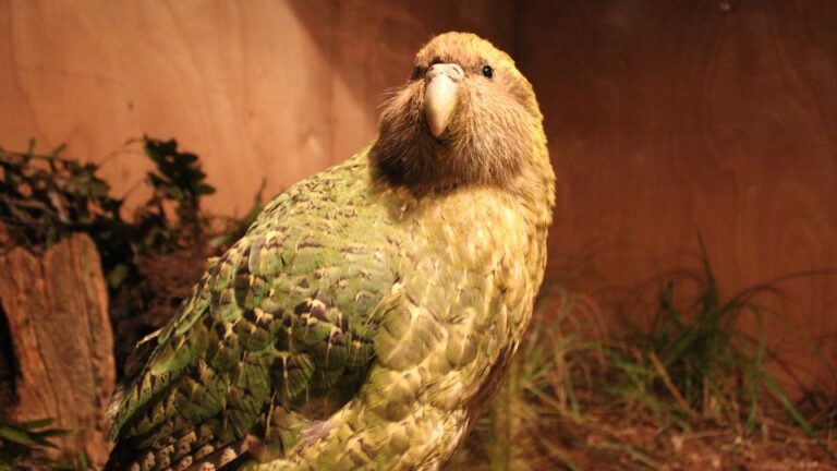 Papagalul Kakapo Strigops habroptilus 1