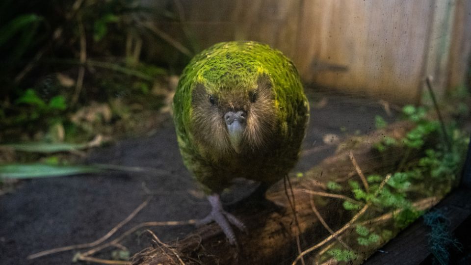 Papagalul Kakapo Strigops habroptilus