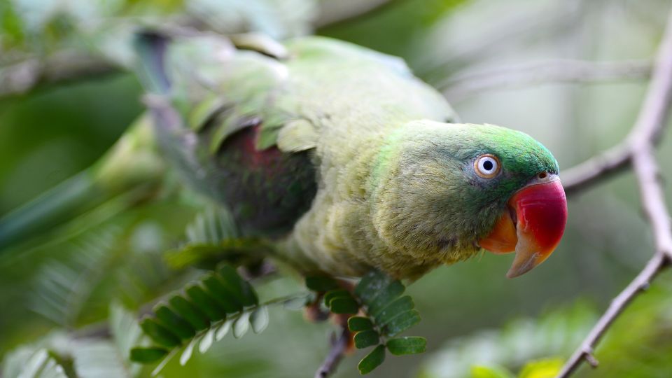 Papagalul Marele Alexander Psittacula eupatria 1