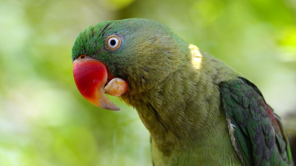 Papagalul Marele Alexander Psittacula eupatria 2