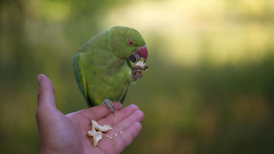 Papagalul Micul Alexandru Psittacula krameri 2