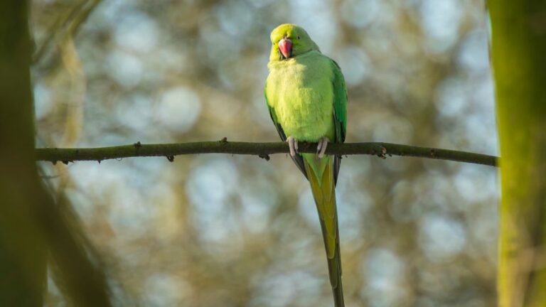 Papagalul Micul Alexandru Psittacula krameri