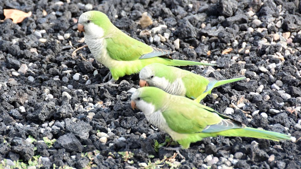 Papagalul calugar Myiopsitta monachus 1