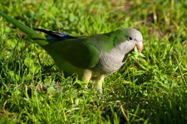Papagalul calugar Myiopsitta monachus