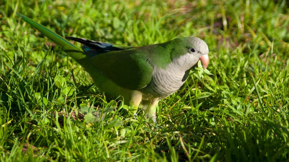 Papagalul calugar Myiopsitta monachus