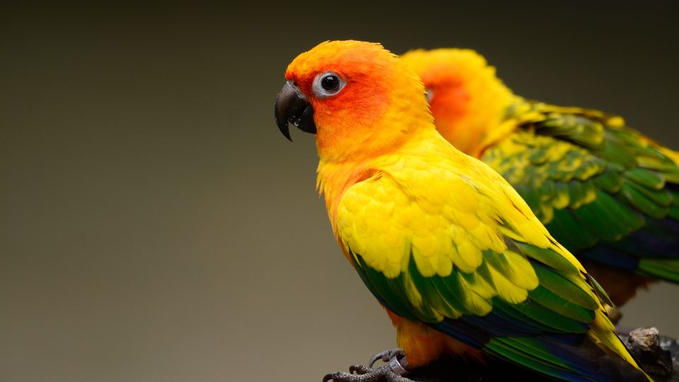 Papagalul conure soare Aratinga solstitialis 1