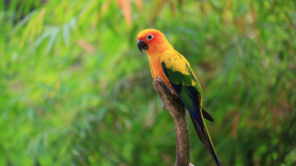 Papagalul conure soare Aratinga solstitialis 2