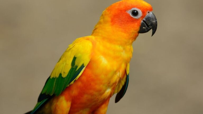 Papagalul conure soare Aratinga solstitialis