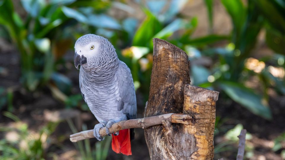 Papagalul gri african Psittacus erithacus 1