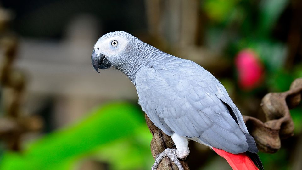 Papagalul gri african Psittacus erithacus 2