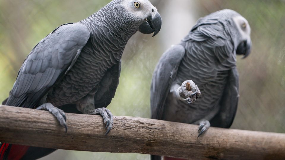 Papagalul gri african Psittacus erithacus