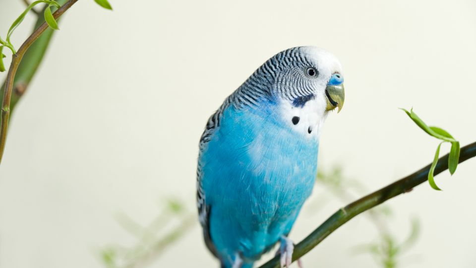 Perusul Melopsittacus undulatus 1