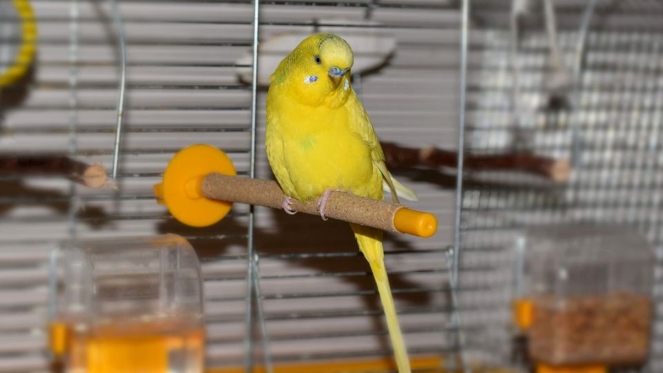 Perusul Melopsittacus undulatus 2