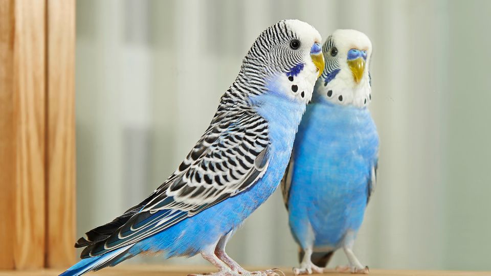 Perusul Melopsittacus undulatus 3