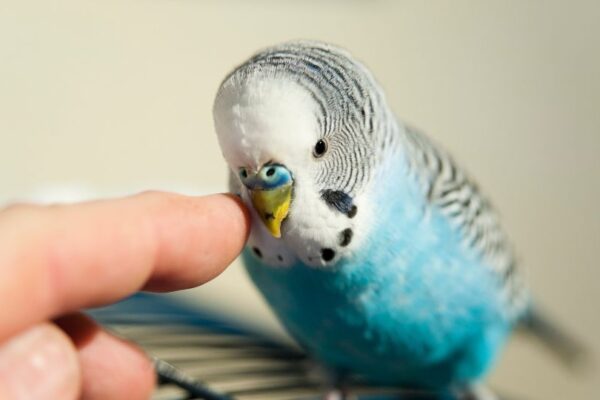 Perusul Melopsittacus undulatus