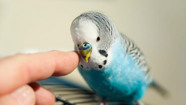 Papagalul peruș (Melopsittacus undulatus) – habitat, alimentație, reproducere