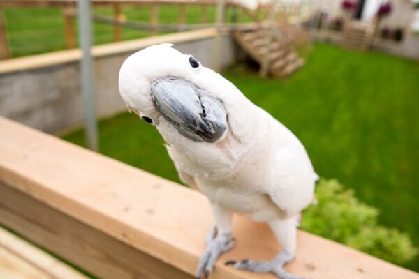 Ce papagal să alegeți ca animal de companie? papagal sa alegeti 1