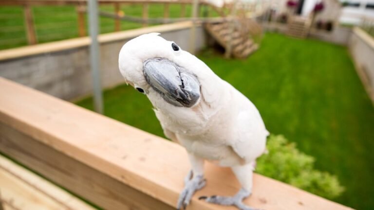 papagal sa alegeti 1