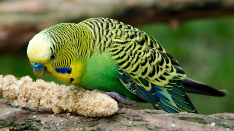 perus ca sa fie fericit