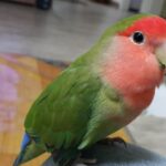 Ce mananca papagalii amorezi