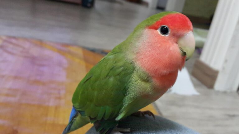 Ce mananca papagalii amorezi