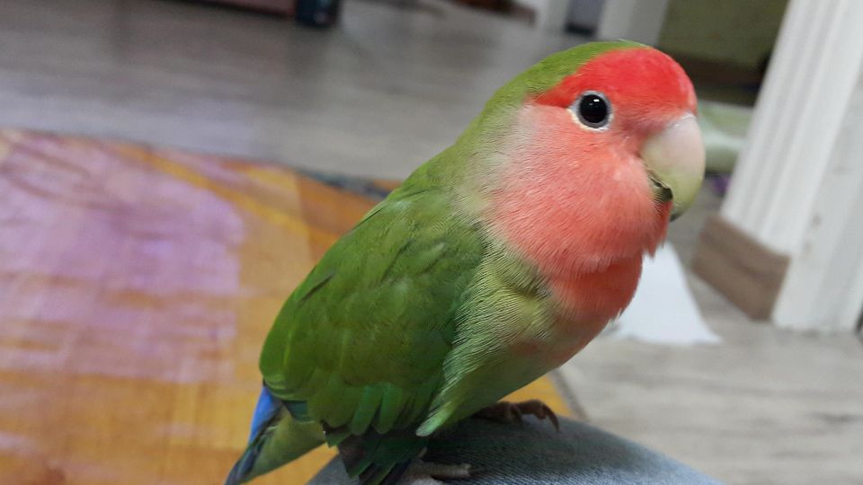 Ce mananca papagalii amorezi