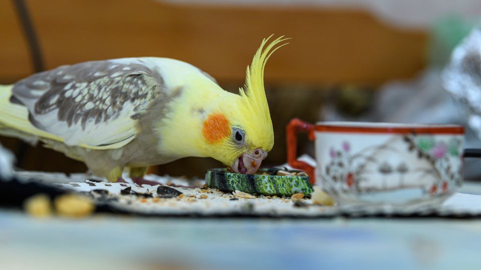 Ce mananca papagalii