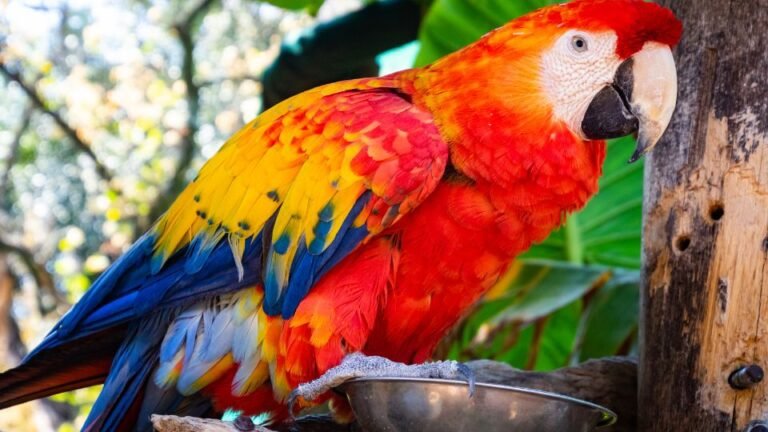 Ce nu au voie sa manance papagalii