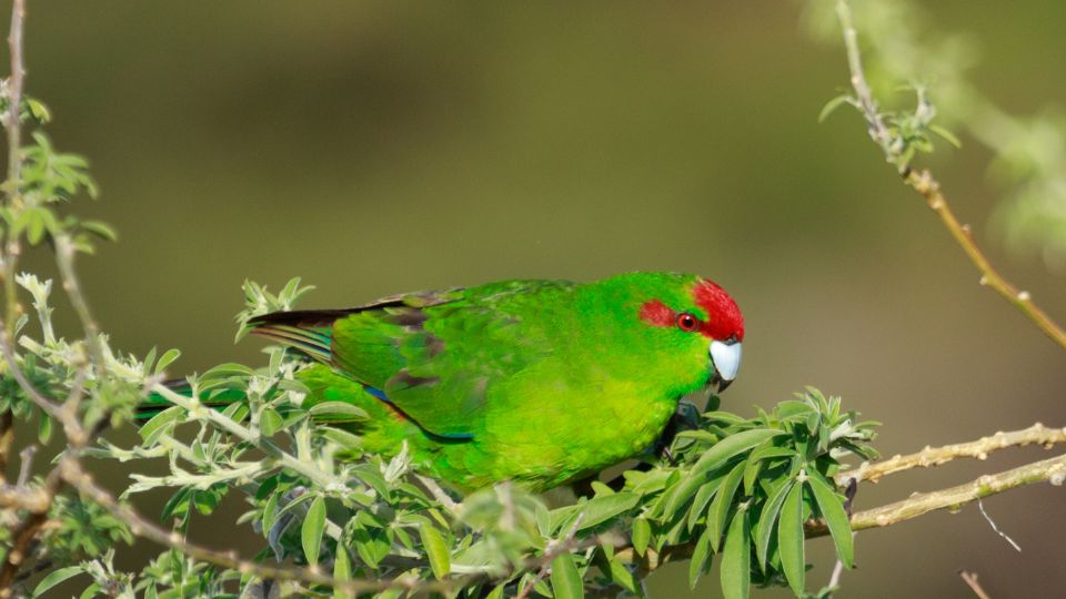Un papagal kecskepapagáj verde cu cap roșu stă pe o ramură verde.