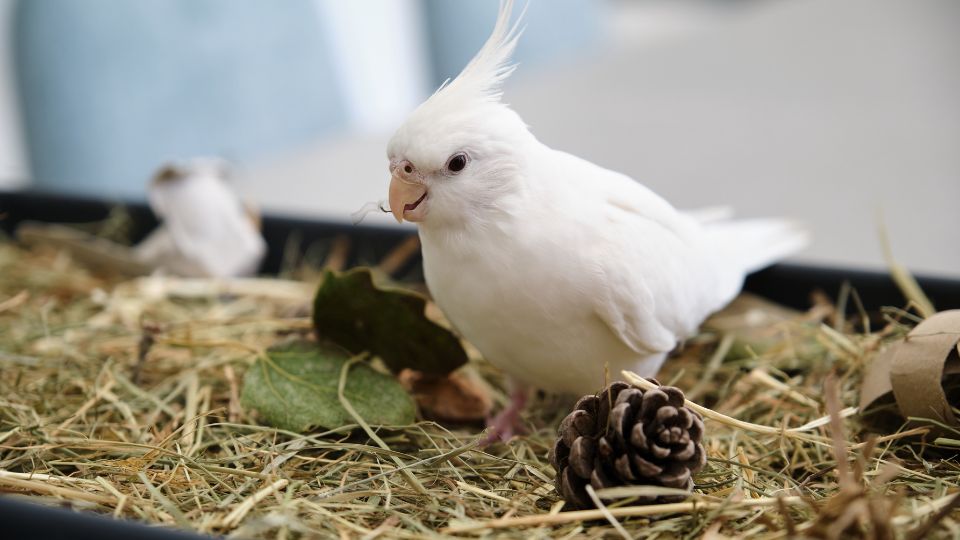 Papagal nimfă albă, explorând un mediu natural cu fân și conuri de pin.
