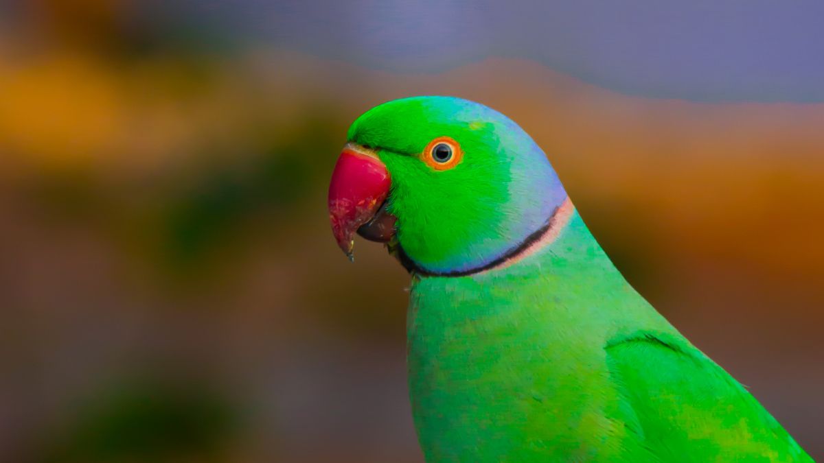 Papagal verde cu un cioc roșu, evidențiind detalii ale penajului său vibrant.