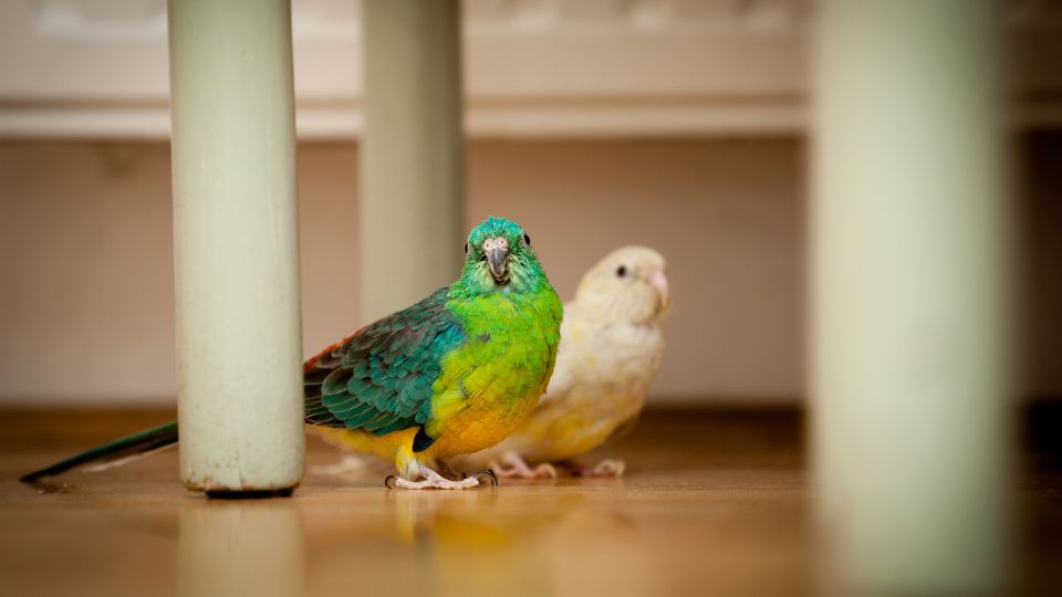 Două specii de papagali colorate, una verde și alta galbenă, pe podea.