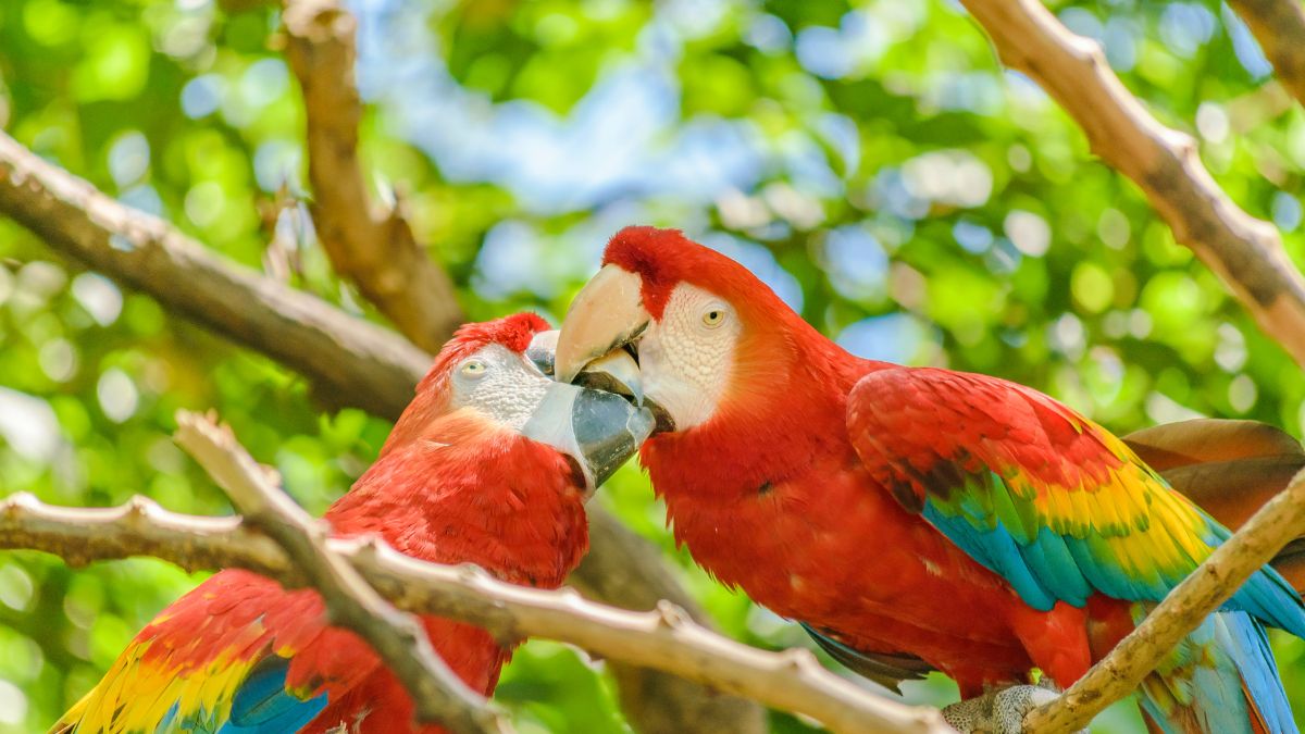 Cum să ai grijă corect de un papagal Ara – ghid complet pentru începători