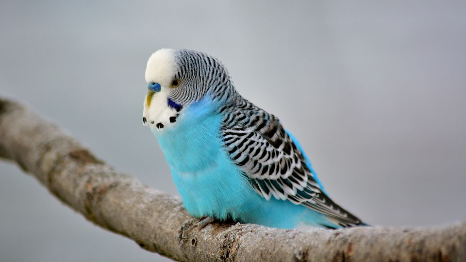 Un papagal ondulat, cu pene albastre și negre, stând pe o creangă.