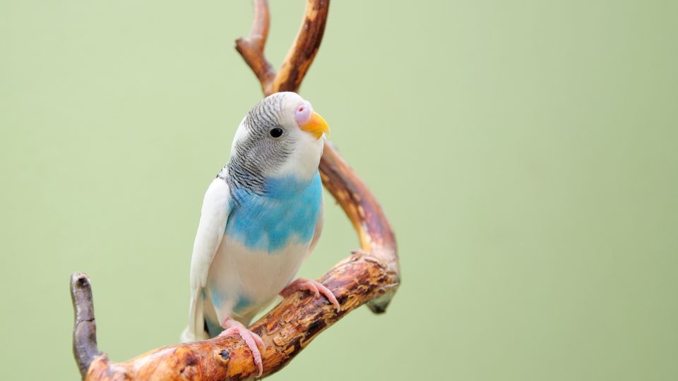 Papagal ondulat cu pene albastre și gri, așezat pe o crenguță.